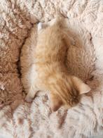 Leuke kittens, Dieren en Toebehoren, Meerdere dieren, 0 tot 2 jaar