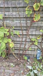 Wijnbesstruik, Tuin en Terras, Ophalen