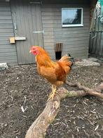 Wyandotte hanen, Dieren en Toebehoren, Pluimvee, Mannelijk, Kip
