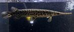 Florida spotted gar Gezocht, Dieren en Toebehoren, Vis