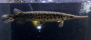 Florida spotted gar Gezocht beschikbaar voor biedingen