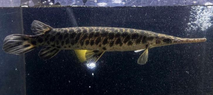 Florida spotted gar Gezocht, Dieren en Toebehoren, Vissen | Aquariumvissen, Vis