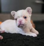 🥰Prachtige unieke combinatie x fluffy franse bulldog pups🥰, Dieren en Toebehoren, Bulldog, Meerdere, Meerdere dieren, Nederland