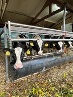 Kalveren zwart-wit €2500 hele koppel, Dieren en Toebehoren, Runderen, Vrouwelijk