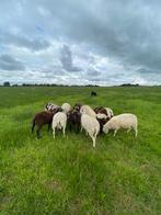 13 fok schapen, Dieren en Toebehoren, Vrouwelijk, Schaap, 3 tot 5 jaar