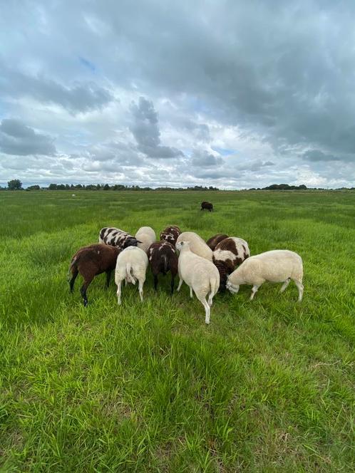 13 fok schapen, Dieren en Toebehoren, Schapen, Geiten en Varkens, Schaap, Vrouwelijk, 3 tot 5 jaar