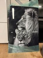 Plexiglas groot schilderij Leeuw & Leeuwin, --, Ophalen of Verzenden, Zo goed als nieuw, --