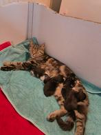 Nestje Kittens, mogen over 11 weken weg!, Dieren en Toebehoren, Katten en Kittens | Raskatten | Korthaar, Meerdere dieren, Gechipt