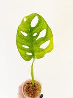 Monstera adansonii ‘Aurea Variegata’ stekje geworteld #7, Huis en Inrichting, Kamerplanten, Overige soorten, Minder dan 100 cm