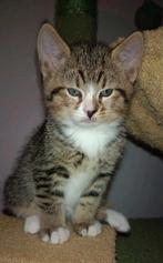 🩷Europese korthaar kitten te koop🩷, Dieren en Toebehoren, Katten en Kittens | Raskatten | Korthaar, Meerdere dieren, Ontwormd