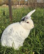 Charlie zoekt een huisje! (Gevaccineerd en geccastreerd), Dieren en Toebehoren, Konijnen, Mannelijk, Middelgroot, 3 tot 5 jaar