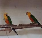 Jendaya Parkieten, Dieren en Toebehoren, Meerdere dieren, Parkiet