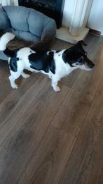 Herplaatsing Jack Russel, 6 jaar of ouder, Jack Russell Terriër, Reu, Parvo