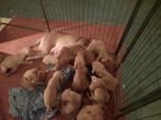 Vizsla pups zoeken een baasje!, HCC (leverziekte), Overige rassen, 8 tot 15 weken, Meerdere