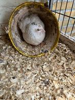 Witte celadon haan kwartel, Mannelijk, Overige soorten