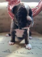 Te koop Boxer pup, Dieren en Toebehoren, 8 tot 15 weken, Parvo, Eén hond, Nederland