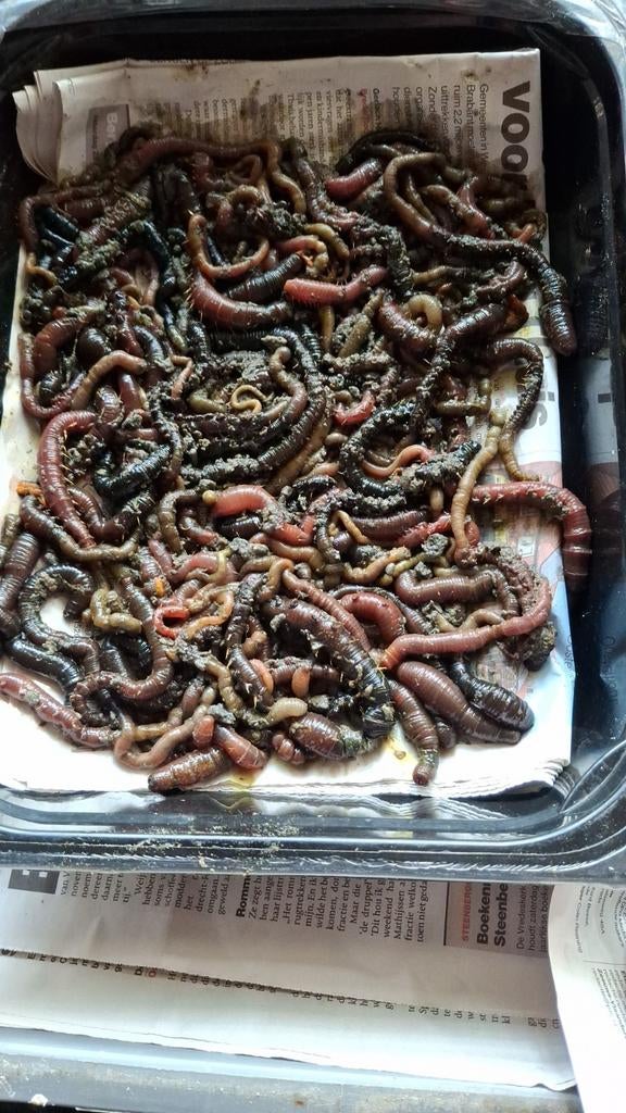 Gezouten zeepieren, Ophalen of Verzenden, Nieuw, Overige typen