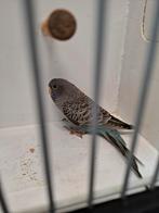 blackface split blackwing pop, Dieren en Toebehoren, Vogels | Parkieten en Papegaaien, Vrouwelijk, Parkiet, Geringd