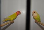 Koppel Agapornis Aqua Pallid, man X Pallid Opaline, pop., Dieren en Toebehoren, Meerdere dieren, Dwergpapegaai of Agapornis, Geringd