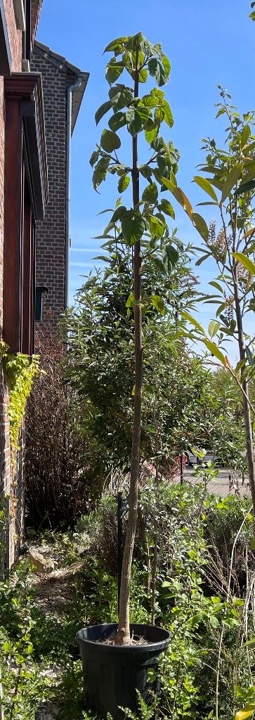 Anna Paulownaboom Paulownia Tomentosa bloesemboom 3m in pot, Overige soorten, 250 tot 400 cm, Zomer, Ophalen