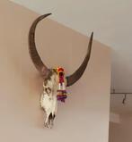 Schedel buffel, Ophalen, Schedel