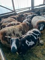 Schapenwol, Dieren en Toebehoren, Meerdere dieren, Schaap