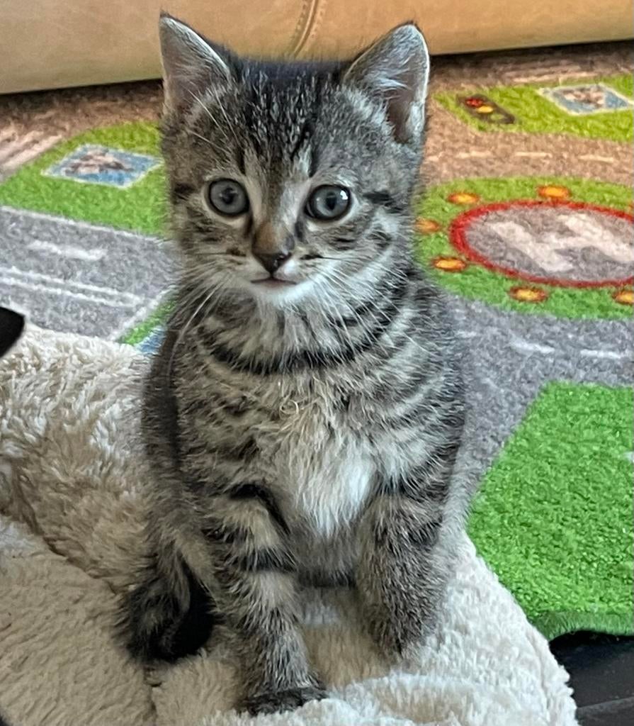 Schattige knuffelbare tijgertjes - niet meer beschikbaar, Dieren en Toebehoren, Katten en Kittens | Overige Katten, Meerdere dieren