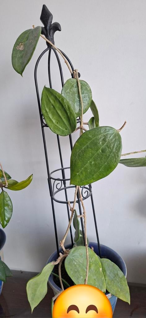 Hoya cinnamomifolia, Huis en Inrichting, Kamerplanten, Ophalen, Halfschaduw, Minder dan 100 cm
