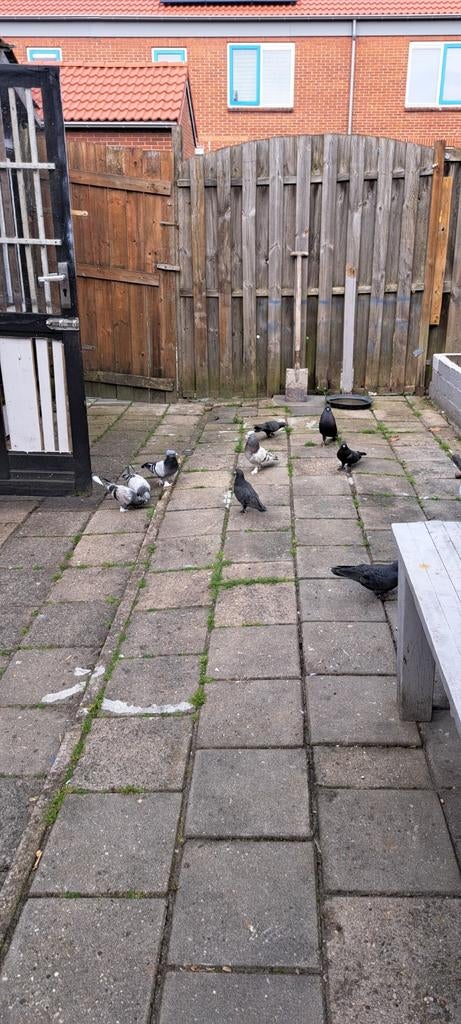 Duıven, Dieren en Toebehoren, Vogels | Duiven