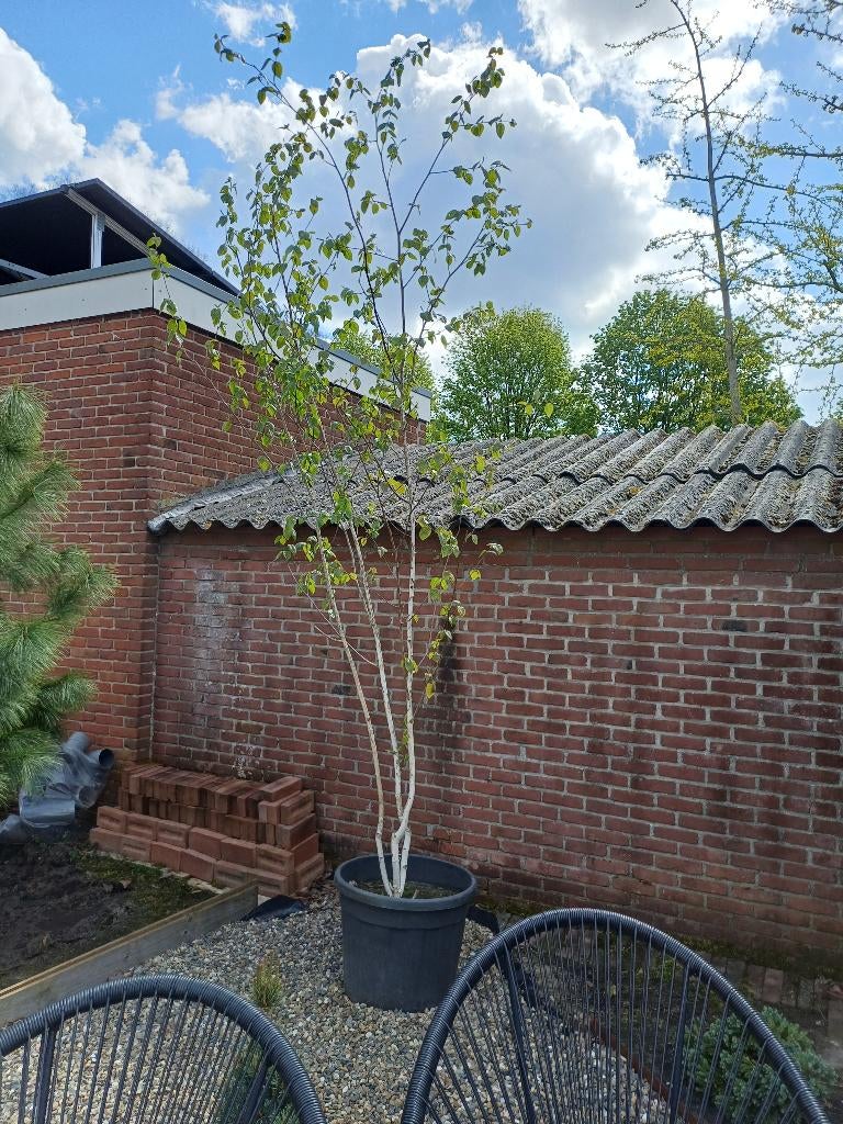 Meerstammige berk in pot, Tuin en Terras, Planten | Bomen, Overige soorten, 250 tot 400 cm, Zomer, Ophalen