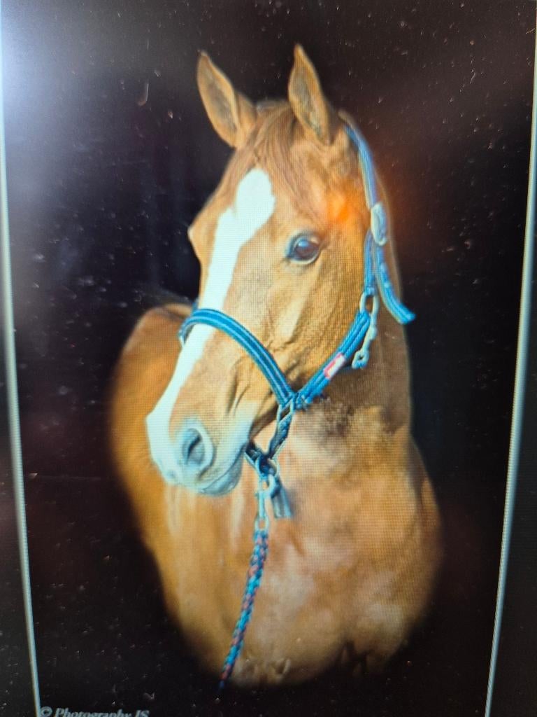 Lieve d pony te koop, Dressuurpony, Niet van toepassing, 11 jaar of ouder, Merrie