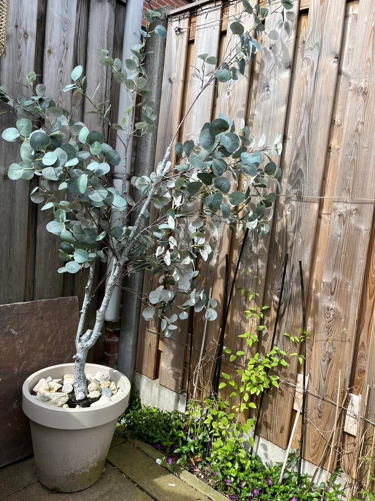 2x Eucalyptus boompjes kunst 180cm, Tuin en Terras, Planten | Bomen, 100 tot 250 cm, Olijfboom, Ophalen, Volle zon