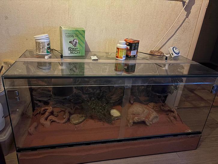 Terrarium met baardagaam Bearded Dragon - unknown for sale from Caroline