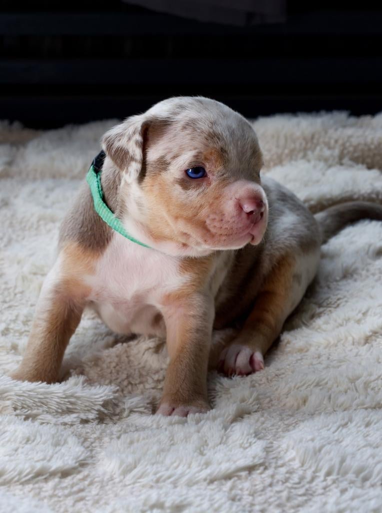 Pocketbully pups te koop, 8 tot 15 weken, Meerdere, Meerdere dieren, Nederland