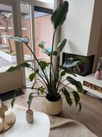 Grote Strelitzia - 2 meter hoog, 1,4 meter breed, Huis en Inrichting, Kamerplanten, Ophalen, 200 cm of meer, Overige soorten, In pot