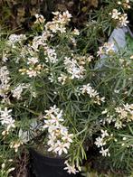 Super leuk heerlijk ruikend mexicaanse sinaasappel plant, Volle zon, Vaste plant, Lente, Ophalen