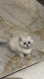 Britse kort haar/ perzische ras, Poes