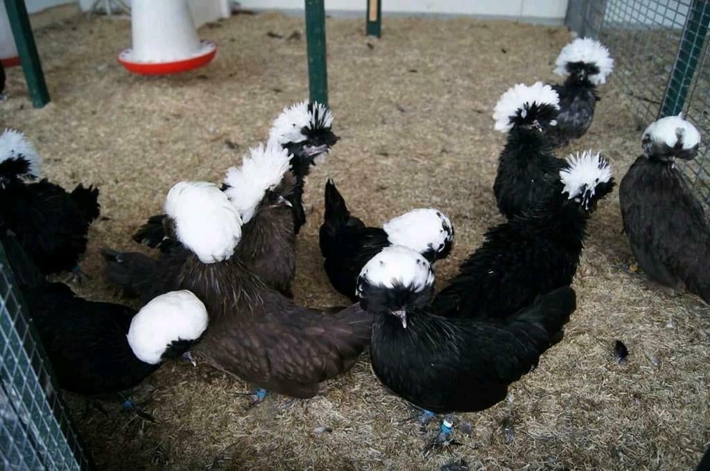 Broedeieren., Dieren en Toebehoren, Pluimvee, Kip, Geslacht onbekend