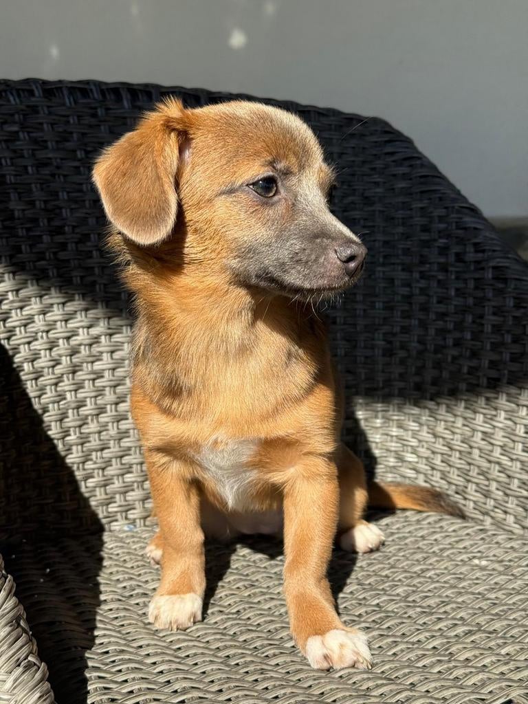 Kleine teef 5 maanden pup, Particulier, 15 weken tot 1 jaar, Overige rassen, Buitenland