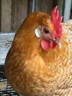 Toom Fries hoen, Dieren en Toebehoren, Meerdere dieren, Kip