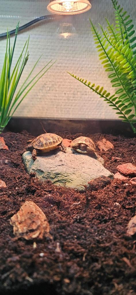 Griekse landschilpadden incl. terrarium, Dieren en Toebehoren, Reptielen en Amfibieën, Schildpad, Met terrarium, 0 tot 2 jaar