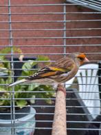 Kanarie x putter, Dieren en Toebehoren, Mannelijk, Wildzangvogel