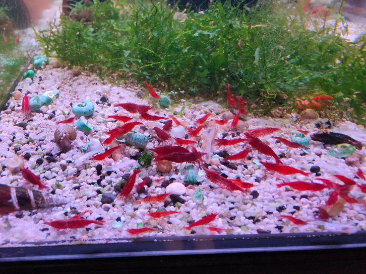 Rode garnalen paasactie!, Dieren en Toebehoren, Vissen | Aquariumvissen, Zoetwatervis, Kreeft, Krab of Garnaal