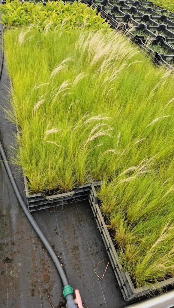 Stipa ponytails siergrassen | verschillende maten, Ophalen of Verzenden, Siergrassen, Volle zon