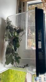 Wandelende takken, Dieren en Toebehoren, Ophalen of Verzenden, Zo goed als nieuw