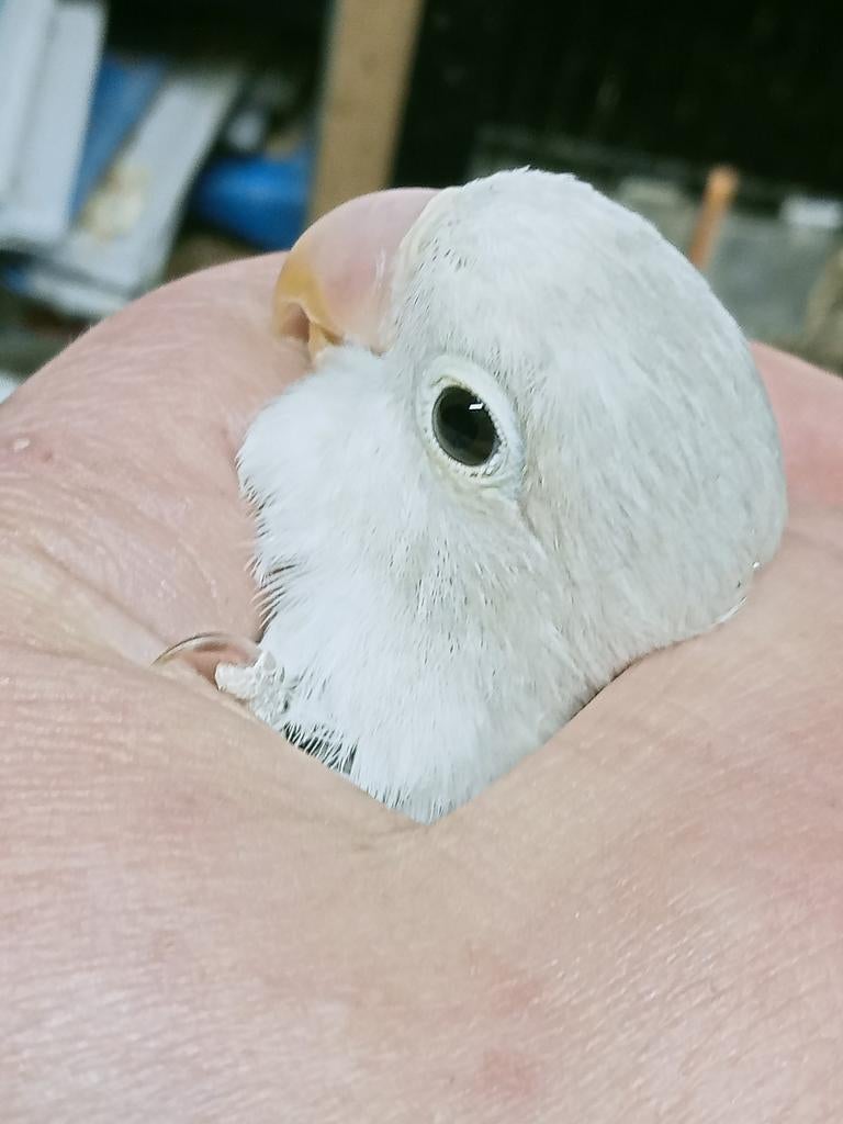 Prachtige piep jonge agapornis fisheri euwing pale, Meerdere dieren, Dwergpapegaai of Agapornis, Geringd