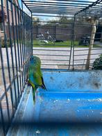 Turquoisineparkiet  pop, Vrouwelijk, Parkiet, Geringd
