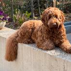 Trimmen van Labradoodle, Ophalen of Verzenden, Nieuw