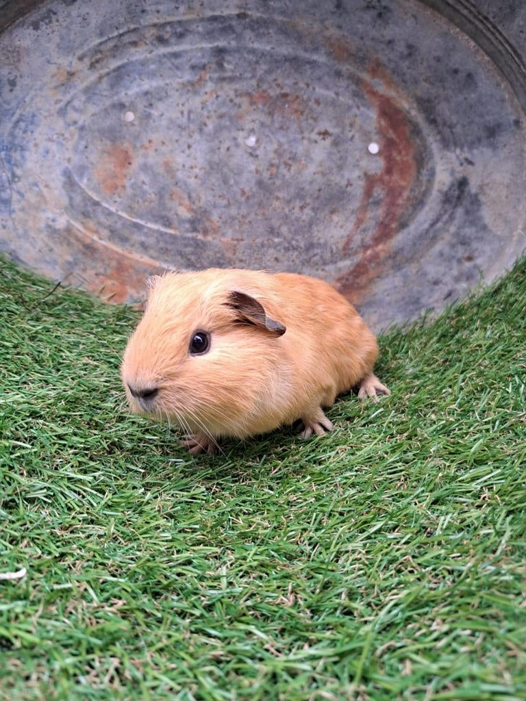 Creme california cavia's beertjes, Dieren en Toebehoren, Knaagdieren, Mannelijk, Cavia, Maart, Tam