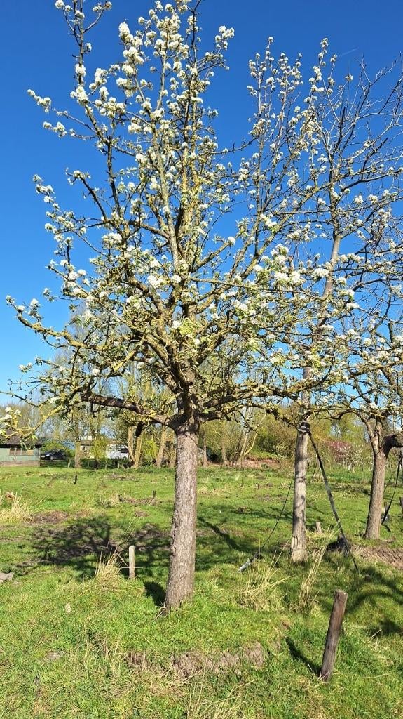 Hoogstam Stoofpeer Gieser Wildeman, Ophalen, 400 cm of meer, Perenboom, Lente
